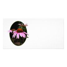 Trois Coneflowers Cartes Avec Photo