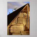 Trois mouettes posters