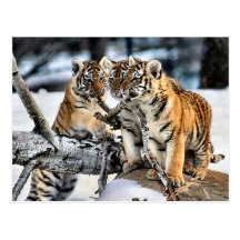 Trois tigre CUB en cadeaux d'art de neige Cartes Postales