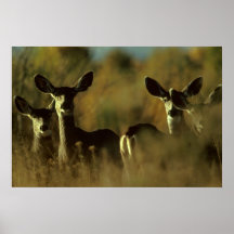 Troupeau de cerfs communs de mule affiches