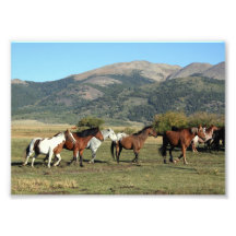 Troupeau de cheval dans les Rocheuses Tirages Photo