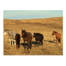 Troupeau de cheval dans l'ouest carte postale