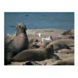Troupeau de joint d'éléphant sur la plage cartes postales