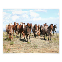 Troupeau frontal des chevaux 11x14 photographies