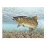 Truite, ruisseau cartes postales