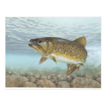 Truite, ruisseau cartes postales