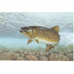 Truite, ruisseau photo en relief