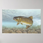 Truite, ruisseau posters