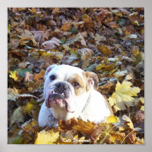 Tucker le bouledogue posters