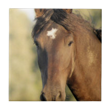 Tuile de cheval de Morgan Carreau