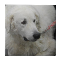 Tuile de chien de Kuvasz Carreaux En Céramique