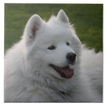 Tuile de chien de Samoyed Carreau