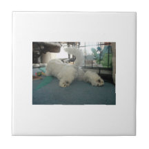 Tuile de fin de Bichon Frise Carreaux
