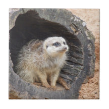 Tuile de Meerkat Carreau