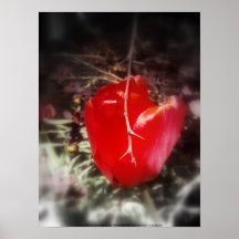 tulipe #2 posters