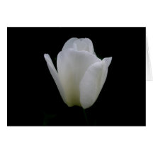Tulipe blanche cartes