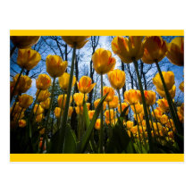 Tulipe Carte Postale