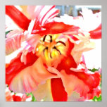 tulipe de perroquet poster