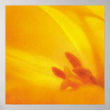Tulipe jaune - affiche