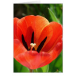 Tulipe Pâques Cartes De Vœux