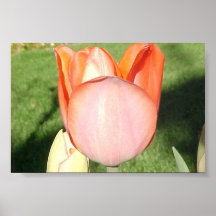 Tulipe Posters