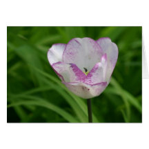 tulipe Pourpre-blanche Carte