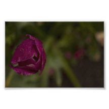 Tulipe pourpre photographie d’art