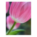 Tulipe rose carte postale