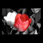Tulipe rouge posters
