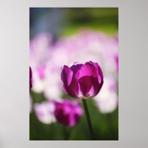 Tulipe violette affiches