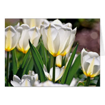 Tulipes blanches avec les plumes jaunes cartes