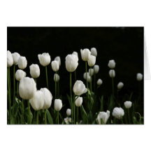 Tulipes blanches carte de vœux
