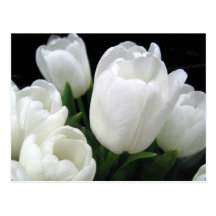 Tulipes blanches carte postale
