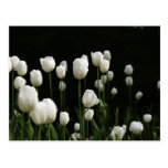 Tulipes blanches cartes postales