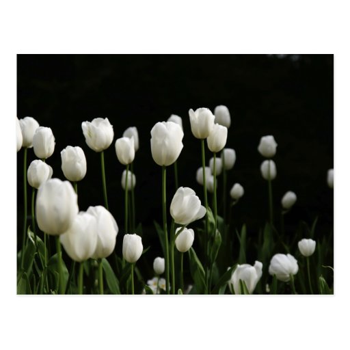 Tulipes blanches cartes postales