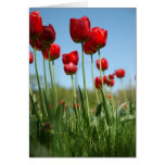 Tulipes Carte
