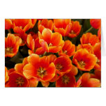 Tulipes Carte