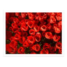 Tulipes Carte Postale