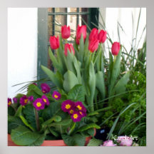 Tulipes de 1 primevère affiches