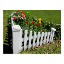 Tulipes de jardin avec la carte postale blanche de