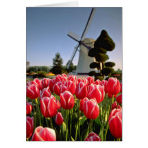 Tulipes et fleurs rouges rouges de moulin à vent carte de vœux