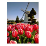 Tulipes et fleurs rouges rouges de moulin à vent carte postale