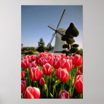 Tulipes et fleurs rouges rouges de moulin à vent posters