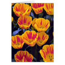 Tulipes, flamme olympique, jardins de Keukenhof, N Carte