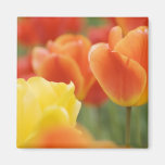 Tulipes heureuses de Pâques Aimants