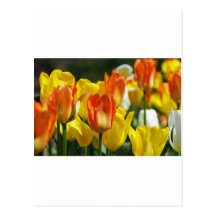 Tulipes jardin cartes postales