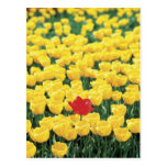 Tulipes jaunes et rouges cartes postales
