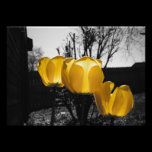 Tulipes jaunes photographie