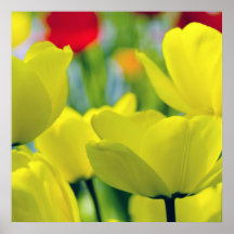 Tulipes jaunes posters