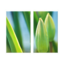 Tulipes non-ouvertes impressions sur toile